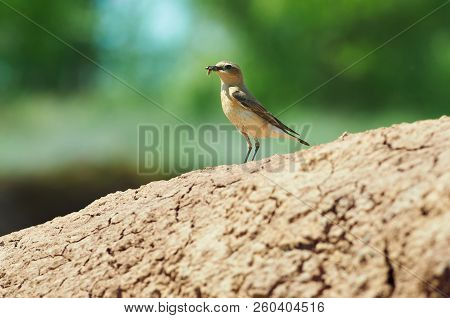 Isabelline Wheatear (oenanthe Isabellina) Sits On The Cracked Earth With Prey - A Cockroach In Its B