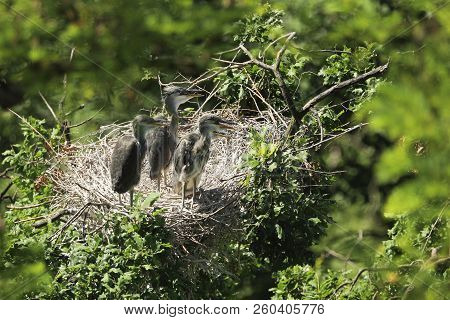 Gey Herons Nesting On The Tree, Waiting For Feeding
