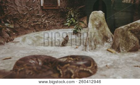 Python Snake Close-up. Pyton In The Zoo