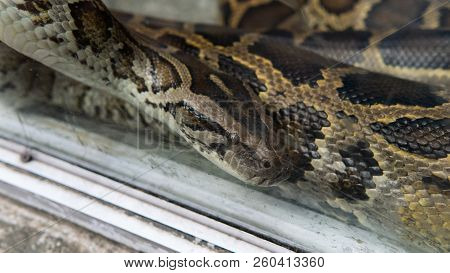 Python Snake Close-up. Pyton In The Zoo