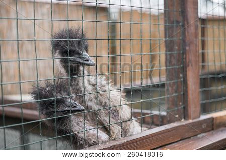 Two Ostriches Look Aside On Whole Frame. Horizontal Frame