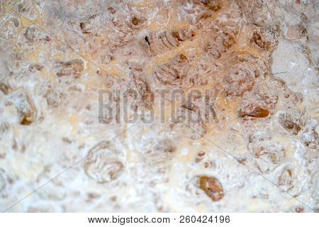The Old Shells Fossil In Stone Background