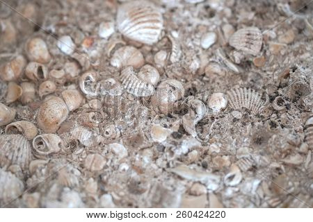 The Old Shells Fossil In Stone Background