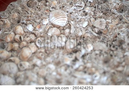 Old Shells Fossil In The Stone Background