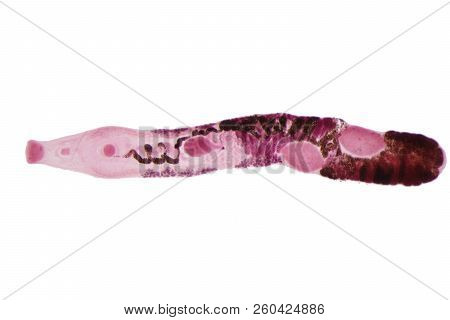 Liver Fluke(parasitic Flatworm) Of Cattle And Other Grazing Animals.