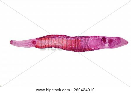Liver Fluke(parasitic Flatworm) Of Cattle And Other Grazing Animals.