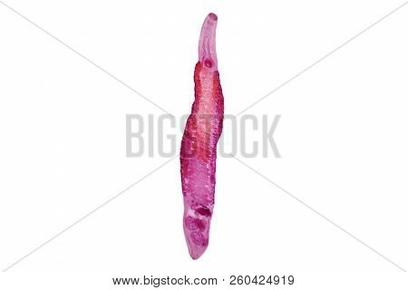Liver Fluke(parasitic Flatworm) Of Cattle And Other Grazing Animals.