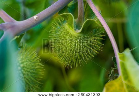 Devil's Trumpet, Datura Metel, In The Garden, Close Up.