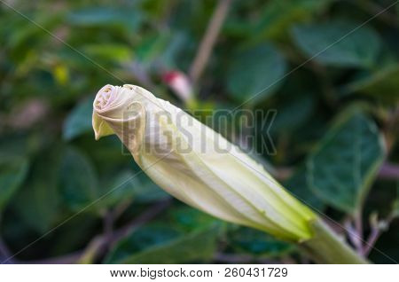 Devil's Trumpet, Datura Metel, In The Garden, Close Up.