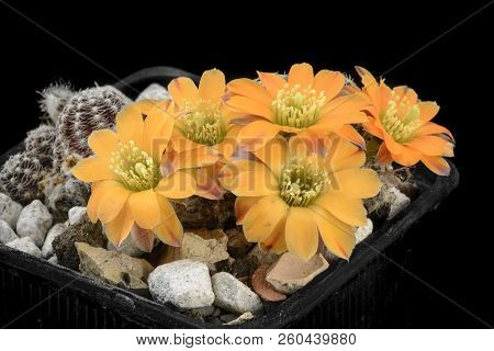 Cactus Rebutia Knizei With Flower Isolated On Black.