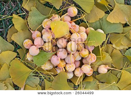 Ginkgo Biloba frugter bunke liggende Over bladene, udendørs skud