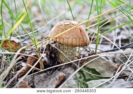 Boletus Edulis - Edible Mushroom. Fungus In The Natural Environment. English: Penny Bun, Porcini, Ce