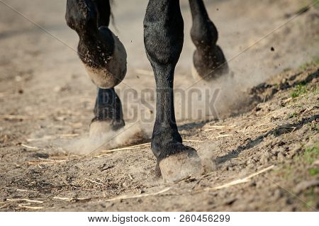 Running Horse Hooves In Paddock Close Up