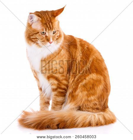 Animal, Cat, Pet Concept - Mainecoon Male Kitty