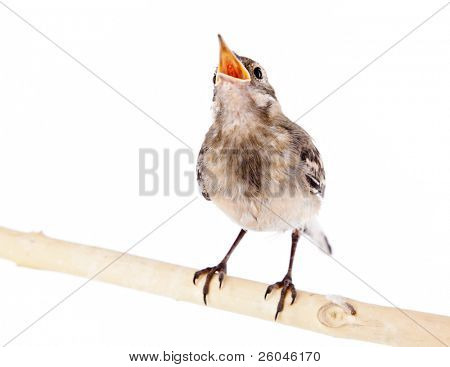 Au nid d'oiseau (Bergeronnette). Isolated on white