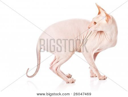 Gatto Don Sphinx (DONSPHINX). Isolated on white background