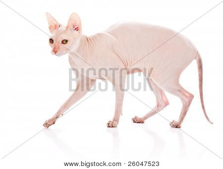 Gatto Don Sphinx (DONSPHINX). Isolated on white background