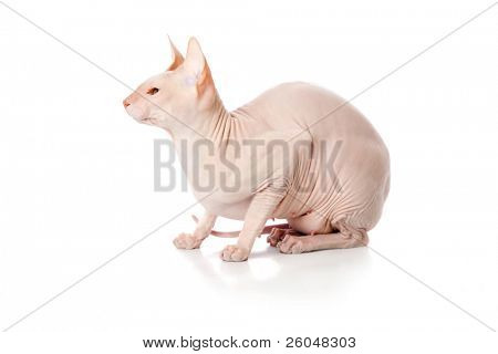 Gatto Don Sphinx (DONSPHINX). Isolated on white background