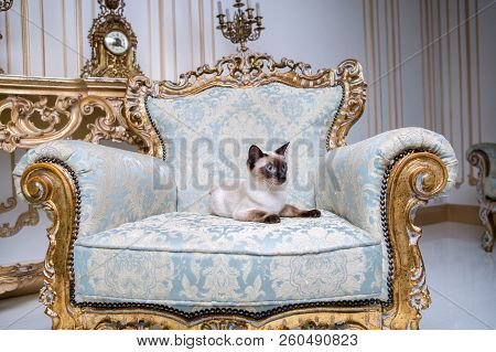 Beautiful Rare Breed Of Cat Mekongsky Bobtail Female Pet Cat Without Tail Sits Interior Of European 