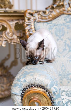Beautiful Rare Breed Of Cat Mekongsky Bobtail Female Pet Cat Without Tail Sits Interior Of European 