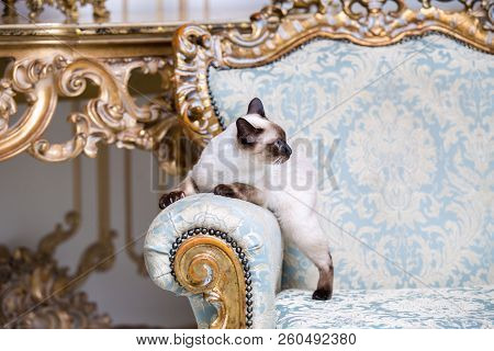 Beautiful Rare Breed Of Cat Mekongsky Bobtail Female Pet Cat Without Tail Sits Interior Of European 