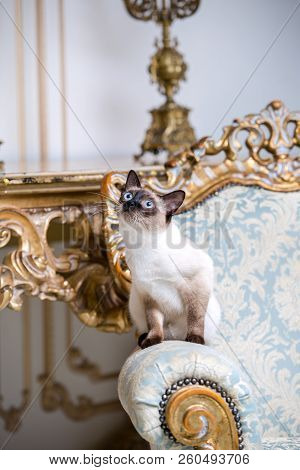 Beautiful Rare Breed Of Cat Mekongsky Bobtail Female Pet Cat Without Tail Sits Interior Of European 