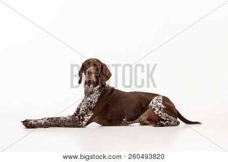 German Shorthaired Pointer - Kurzhaar Puppy Dog Isolated On White Studio Background