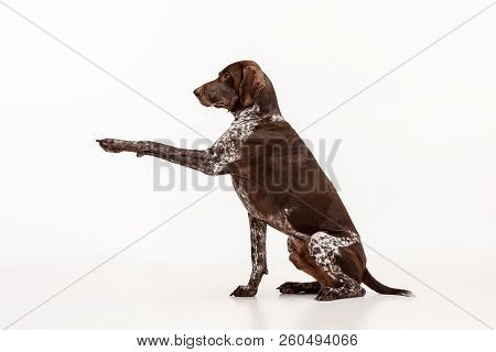 German Shorthaired Pointer - Kurzhaar Puppy Dog Isolated On White Studio Background