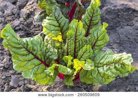 Agriculture, Growing Vegetables In The Garden And Harvest. Vegetarian Food. Beetroot Plant Vitamin F
