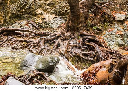 Autumn Nature With Rocks And Leaves In Troodos Mountains In Cyprus