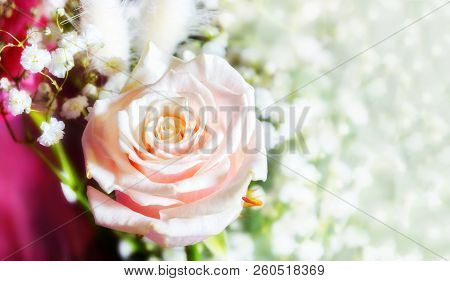 White Pink Rose Close-up On A Blurred Background Of White Flowers Copy Space For Text. For Congratul