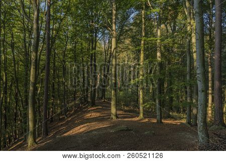 Forest In Jeseniky Mountains In Summer Sunny Nice Day