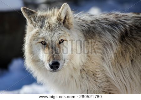 Canis lupus occidentalis  - Canadian/Rocky Mountain gray wolf