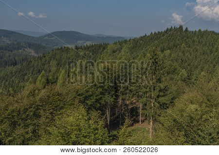 Forest In Jeseniky Mountains In Summer Sunny Nice Day