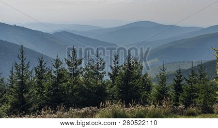 Forest In Jeseniky Mountains In Summer Sunny Nice Day