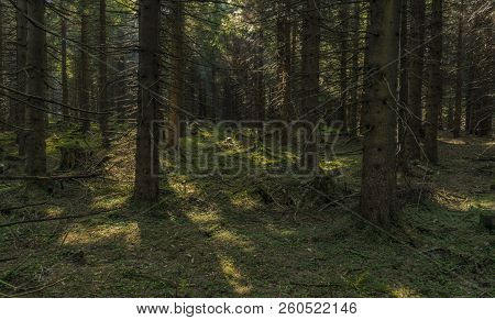 Forest In Jeseniky Mountains In Summer Sunny Nice Day