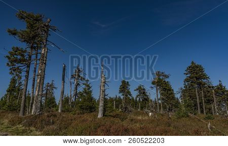 Forest In Jeseniky Mountains In Summer Sunny Nice Day