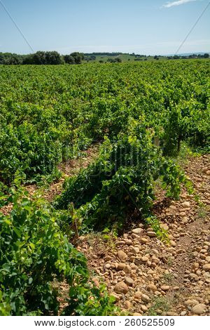 High Quality French Wine Production, Red Wine Ripe Grapes Plants Growing In  Chateauneuf De Papes, P