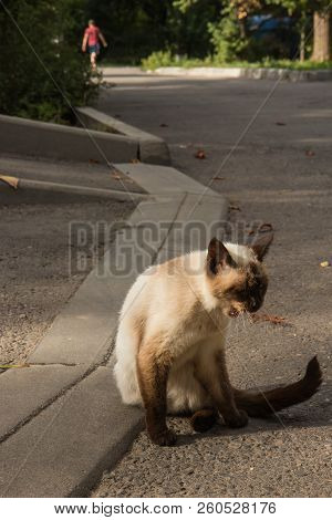 Imprudent Multicolored Stray Cat Sitting On The Natural Background And Looking Around