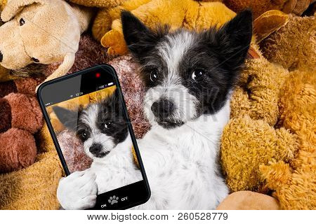 Dog Resting  Having  A Siesta  On His Bed With His Teddy Bears,   Tired And Sleepy, Taking A Selfie 