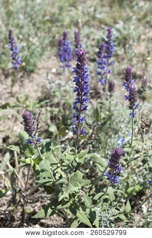 Beautiful Salvia Superba In Summer On Meadow