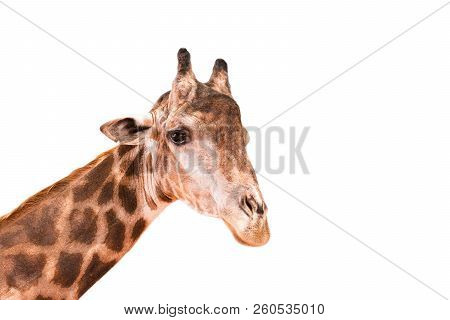 Close Up , Giraffe On A White Background.