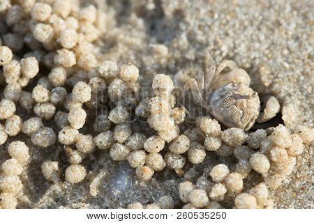 Close Up , Crabs Are On The Beach.