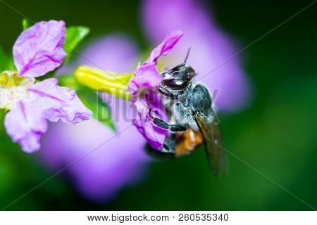 Close Up. Bees Are On The Flowers.