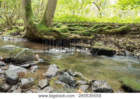Creek With Roots Of Tree In Rainy Wather. Oparno. Czech Republic.
