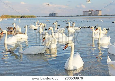White And Black Swans Swim In The Lake With Blue Water, In Summer Or In Autumn. Beautiful White Swan
