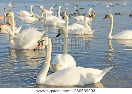 White And Black Swans Swim In The Lake With Blue Water, In Summer Or In Autumn. Beautiful White Swan