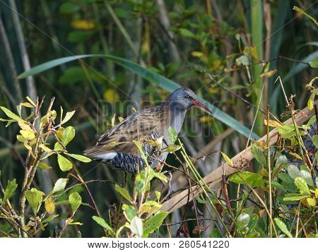 Water Rail (rallus Aquaticus) Amongst Waterside Vegetation