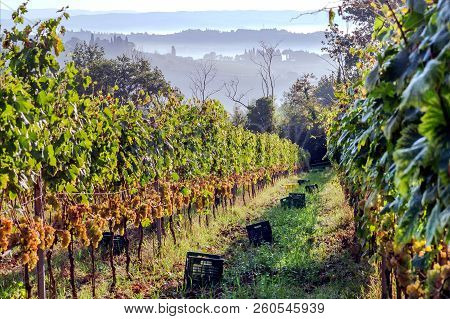 Morning With Mist Over Harvesting Grape At Beautiful Grapeyard Of Tuscany, With Green Valleys And Hi