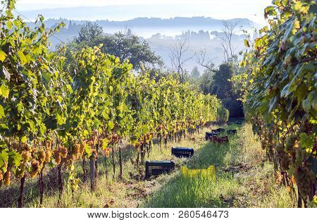 Toscana Morning With Mist At Harvest Time. Grapeyards At Beautiful Fields Of Tuscany, With Green Val